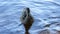 Duck mallard close-up