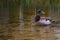 Duck Mallard Floating Standing Swimming Shallow Water Pond Lake