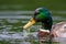 Duck mallard freshly emerged from the water