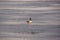 A duck mallard which skates on an ice-cold lake