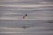 A duck mallard which skates on an ice-cold lake in winter