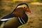 Duck-mandarin one male on a dark background