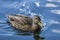 Duck at Mclaren falls in New Zealand