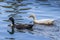 Duck at Mclaren falls in New Zealand