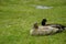 Duck on a meadow in Burnie, Tasmania, Australia