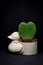 Duck mini flowerpot with heart flower taken in the studio