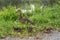 Duck mother with chicks - close-up