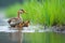 duck mother guiding her ducklings to water on a grassy bank