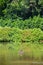 Duck nest in pond