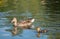 Duck and newly born duckling by the lake at Memorial Park, Pinner, Middlesex, west London UK, photographed on a sunny spring day.