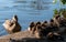 Duck and newly born ducklings by the lake at Memorial Park, Pinner, Middlesex, west London UK, photographed on a sunny spring day.