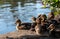 Duck and newly born ducklings by the lake at Memorial Park, Pinner, Middlesex, west London UK, photographed on a sunny spring day.
