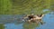 Duck and newly born ducklings on the lake at Memorial Park, Pinner, Middlesex, west London UK, photographed on a sunny spring day.