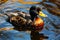 A duck with oil-covered feathers in waste and plastic-polluted water. Negative impact of human activity, oil spill and plastic