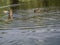 A duck with open wings in the lake