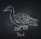 Duck outline icon, chalkboard style.