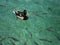 Duck paddling on the clear waters of Plitvice Lakes National Park, Croatia