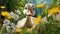 Duck Peeking Over Flowers: Charming Character In Daz3d Style
