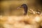 Duck perched on a patch of grass in a dry, arid environment.
