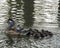 Duck Photos.     Duck babies and mother in the water so cute