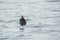 Duck plunged headlong into the water