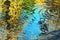 Duck in a pond with abstract blurred reflection of autumnal yell