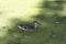 Duck on the Pond with Duckweed