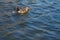 Duck on pond. Female. Sunlight on water. Spring. Slightly raised wings.