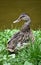 duck portrait grass summer water bird sitting