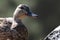 Duck portrait in grey wild