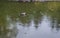 Duck On Rainy Pond