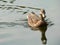 Duck Reflection