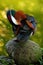 A duck rests on rocks by the pond.