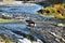 Duck at the rhine falls in Switzerland 20.5.2020