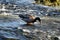 Duck at the rhine falls in Switzerland 20.5.2020