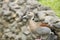 Duck ringed teal standing on the rock