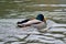 Duck on the river Ostravice, spring 2021, Ostrava, North Moravia, Czech Republic
