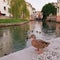 Duck by river in Treviso Italy