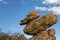 Duck on a Rock at Chiricahua National Monument USA