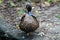 Duck on rocky surface