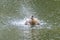 A duck romps in the water