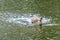 A duck romps in the water