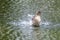 A duck romps in the water