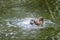 A duck romps in the water