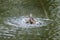 A duck romps in the water