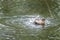 A duck romps in the water