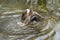 A duck romps in the water