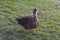 Duck runs on grass in the sunshine picture