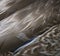 Duck\'s feather background
