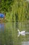 A duck in the Sava River in Belgrade